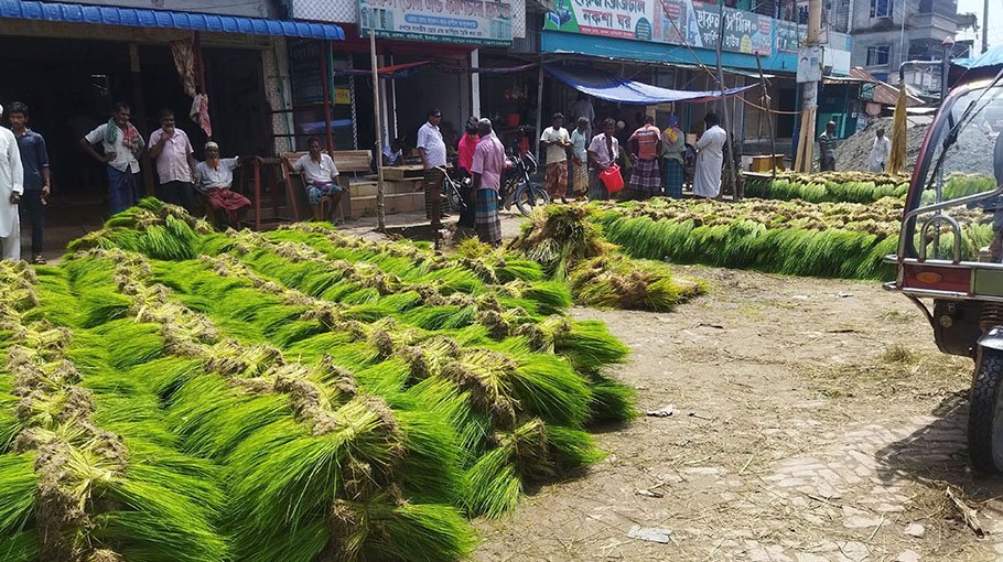 Traditional paddy seedling market in Tangail  becomes lively 