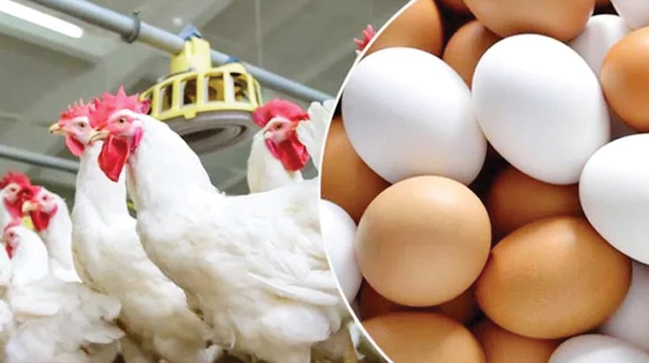 Govt fixes egg, poultry prices