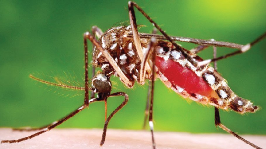 Two more die of dengue, 299   hospitalised