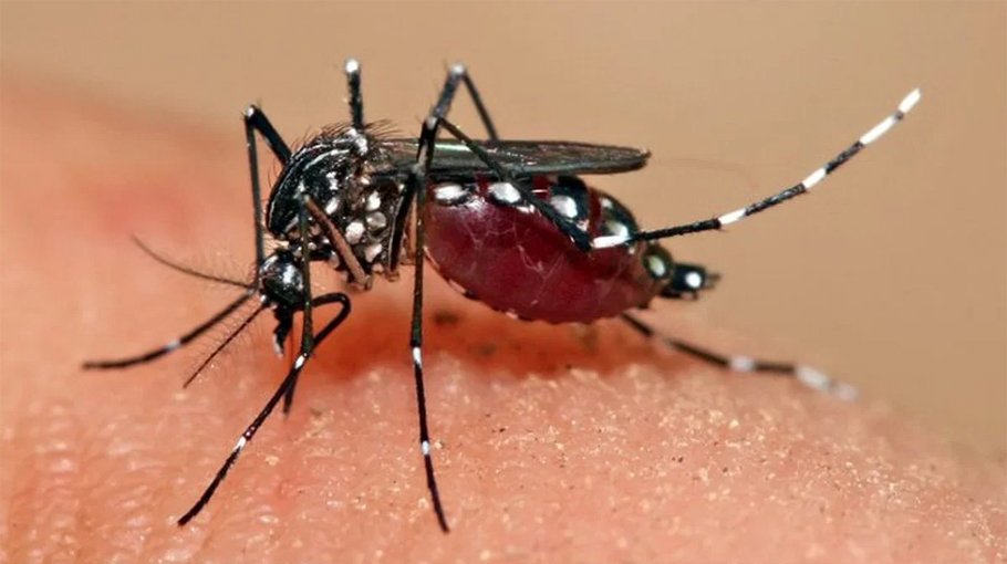 DNCC starts campaign to destroy mosquito breeding grounds