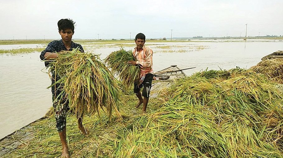 Crops on 1,300 hectares  land damaged 