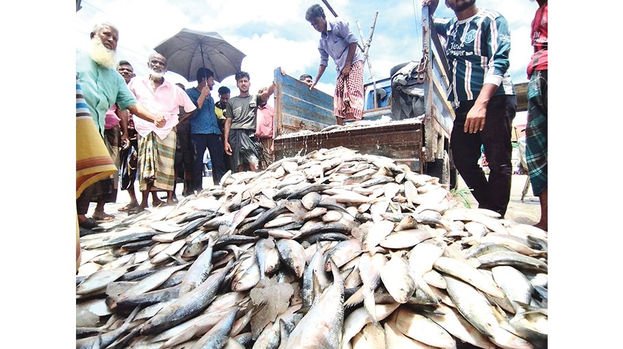 First consignment of Hilsa exported  to India