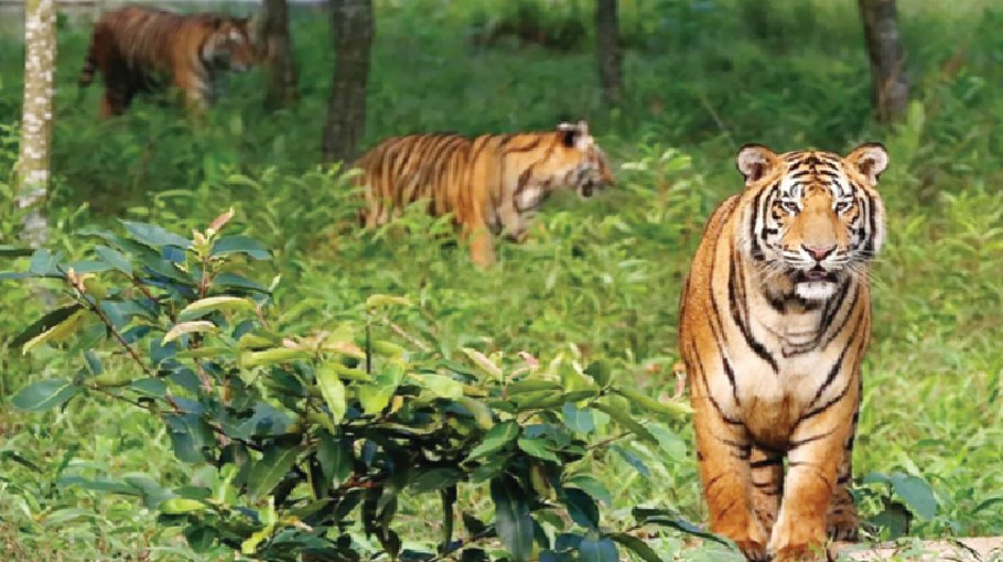 Sundarbans tiger population likely to rise 