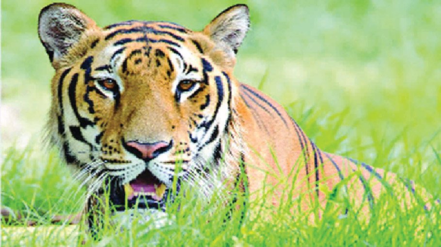 Sundarbans has now 125 tigers 
