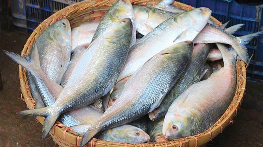 479 MT hilsa exported to India through Benapole