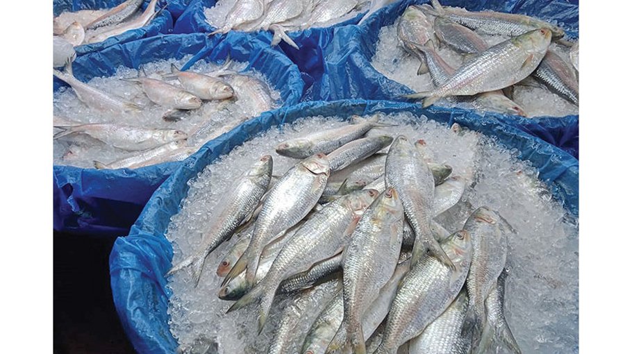 BCG working to ensure conservation  of mother hilsa 