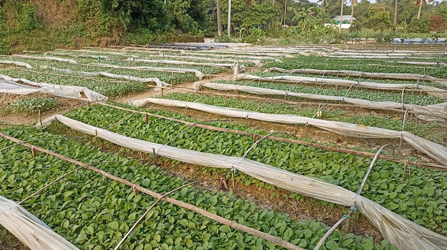 Flood affects cauliflower farming in Mainamati