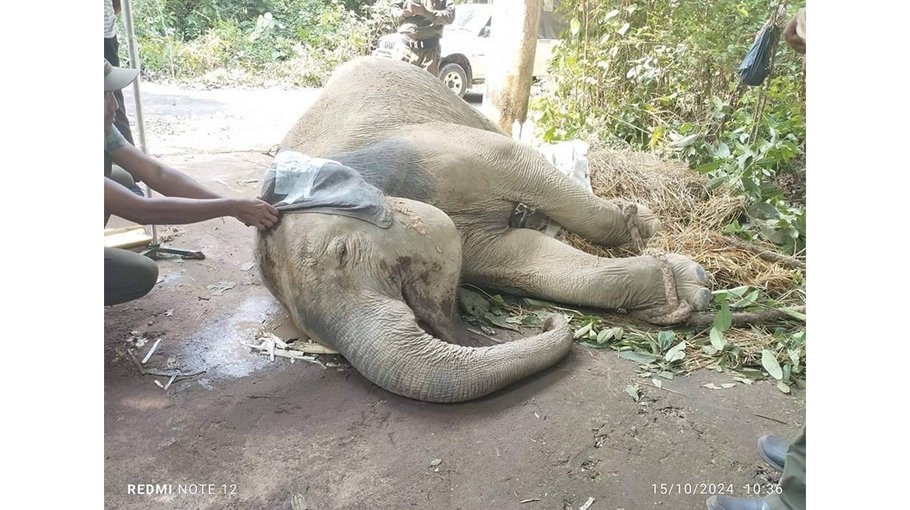 Injured elephant dies 