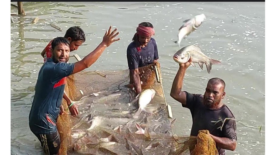 Modern fish farming methods boost income, protein supply in Chuadanga