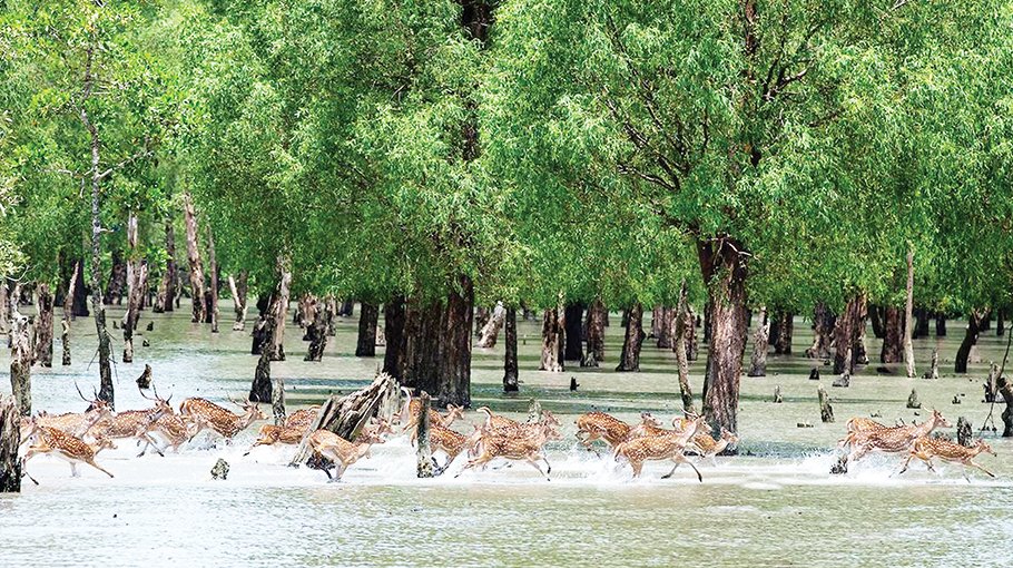 Tk 3.61cr revenue earned from Sundarbans in FY 2023-24