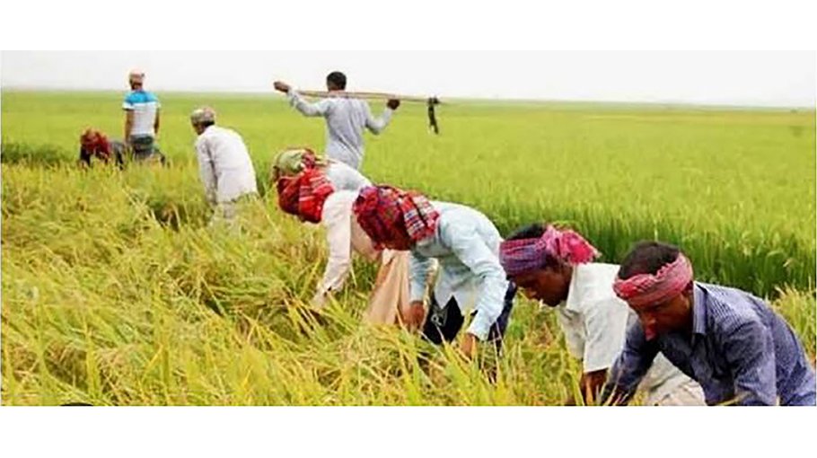 Over 99pc Aman farming target achieved in Khulna region