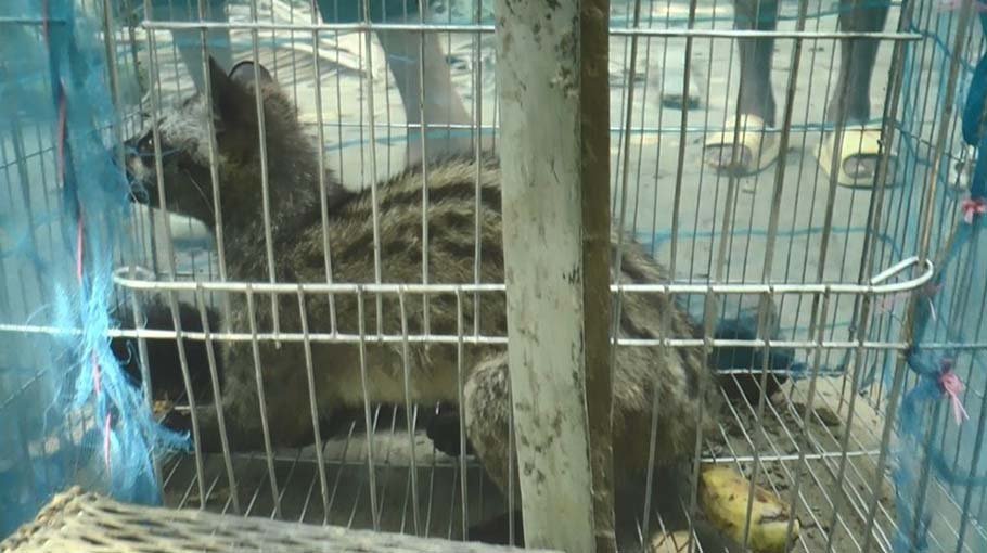 Civet rescued in Madaripur