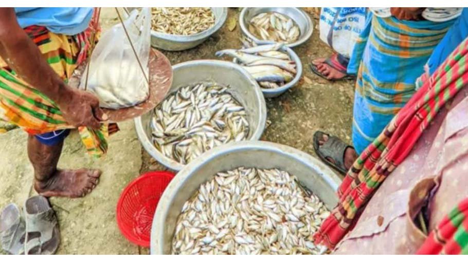 Kushtia’s Daulatpur still lacks wholesale market