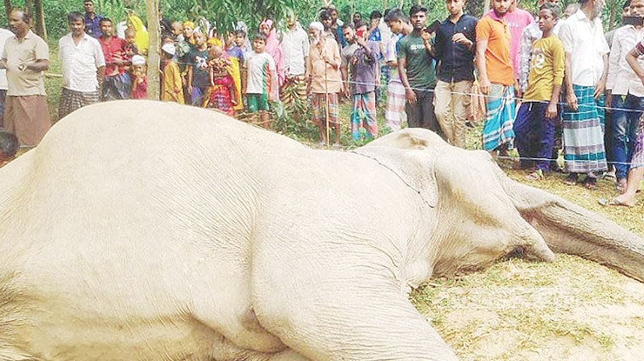 Wild elephant found dead in Sherpur
