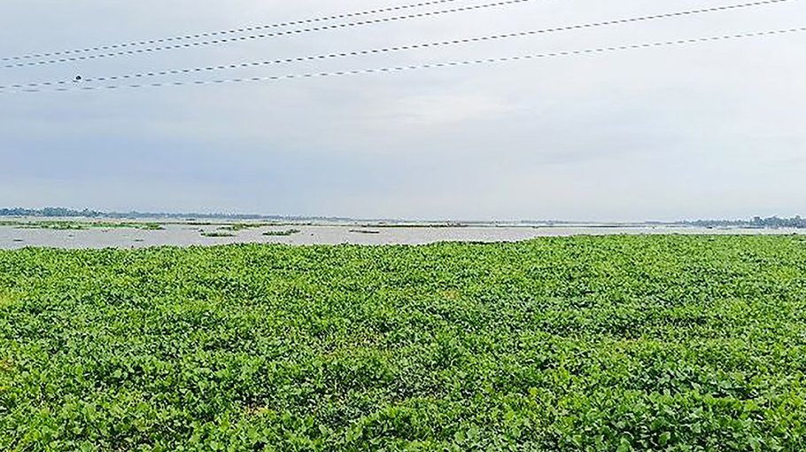 Waterlogging in Chalan Beel may hamper Rabi crop cultivation
