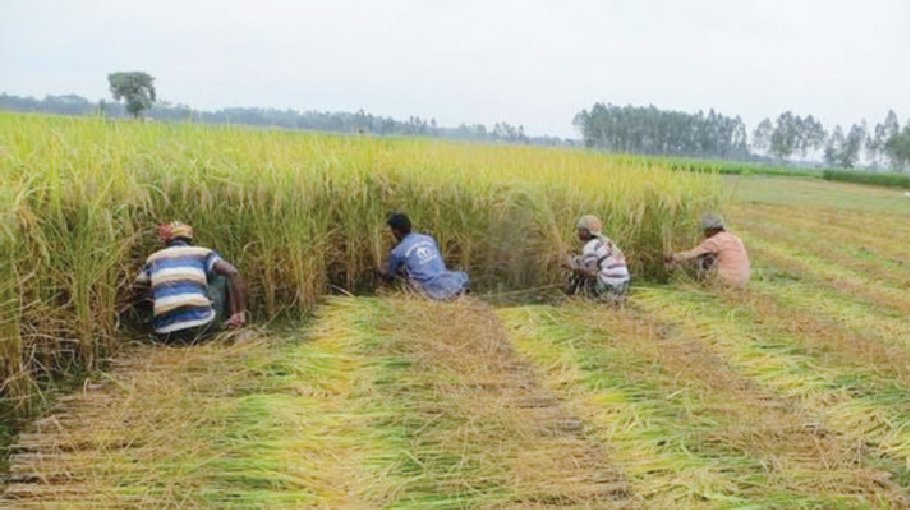 Govt to procure   10 lakh mts   paddy, rice