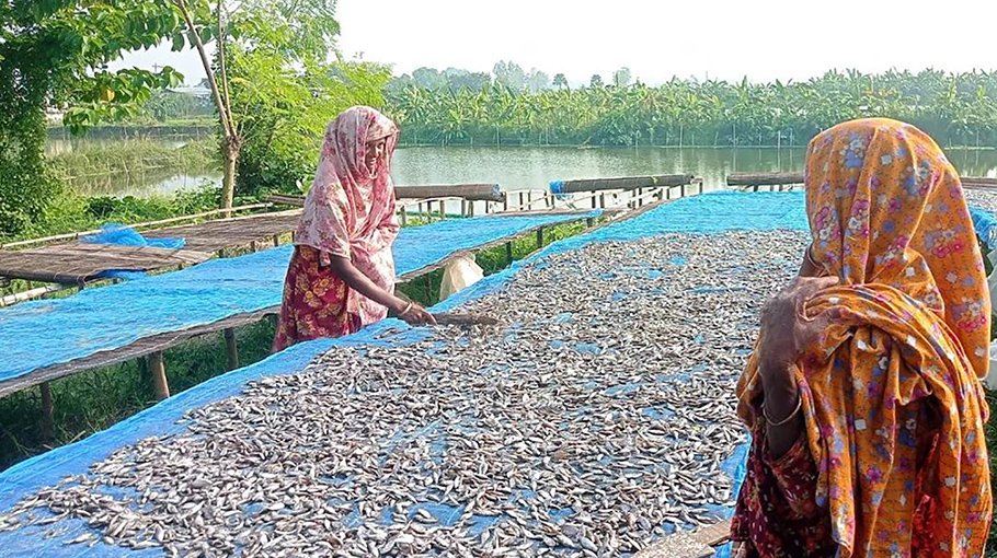 Fish scarcity in Chalan Beel hampers dry fish production in Tarash