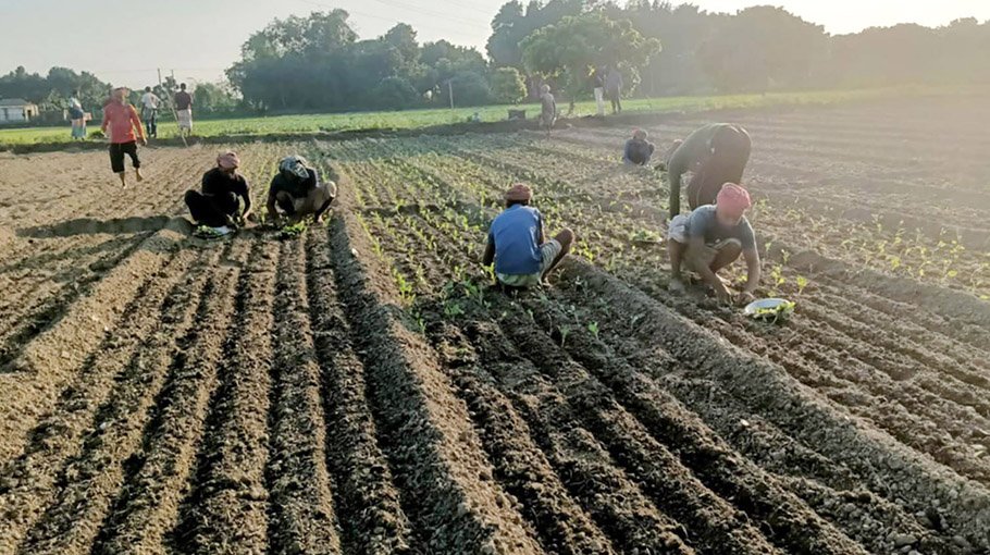 Ishwardi farmers busy cultivating winter vegetables 