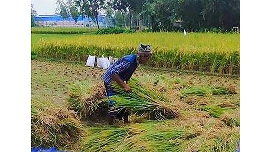 T-Aman harvesting in full swing in Gobindaganj 