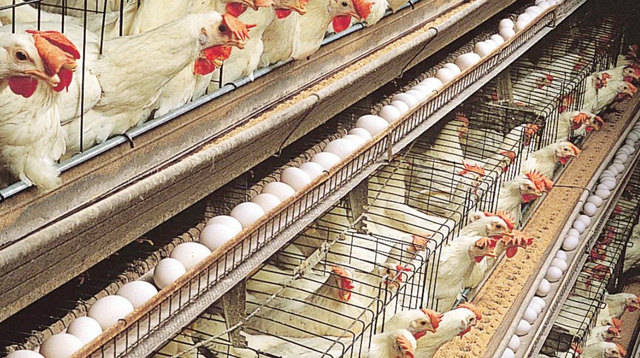 Poultry industry in jeopardy 