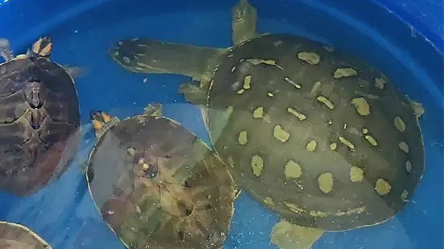 Fish trader fined Tk 30,000 for selling endangered turtle