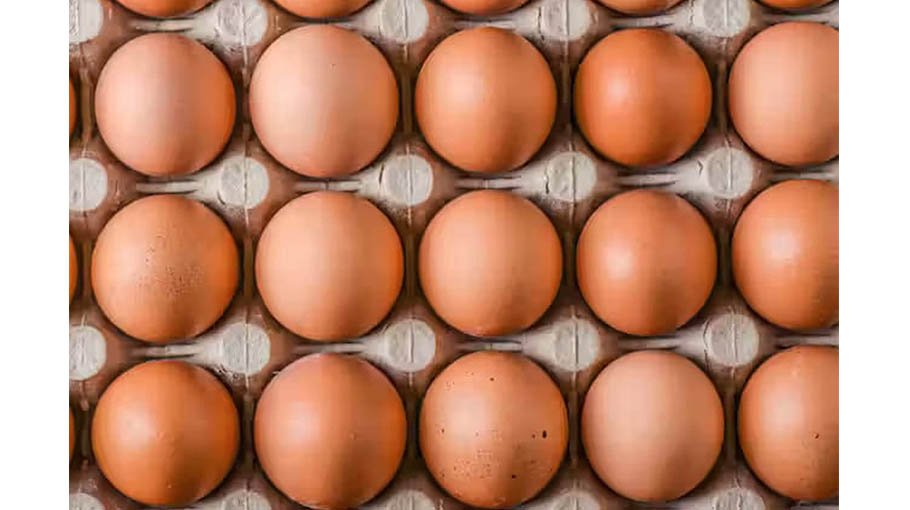 Govt okays import of 18.80cr eggs 