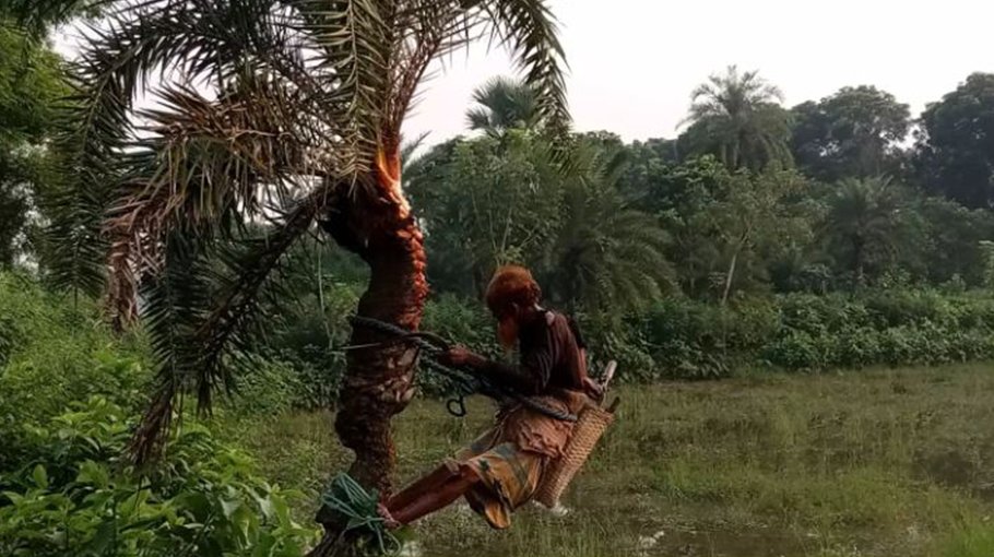Target to collect 3,000 mt molasses from date palm trees in Chuadanga