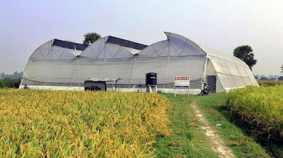 Polyhouse farming gains ground in C’nawabganj