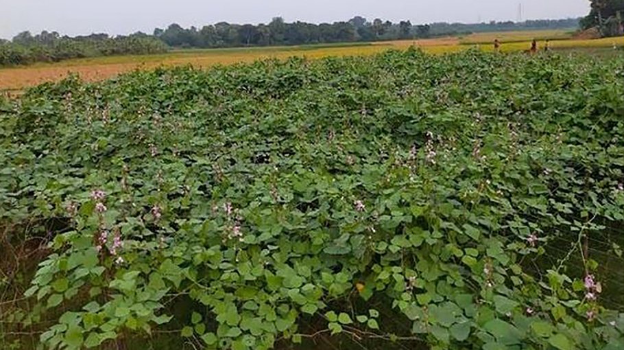 New variety bean cultivation brings smile on Rajshahi farmers’ face