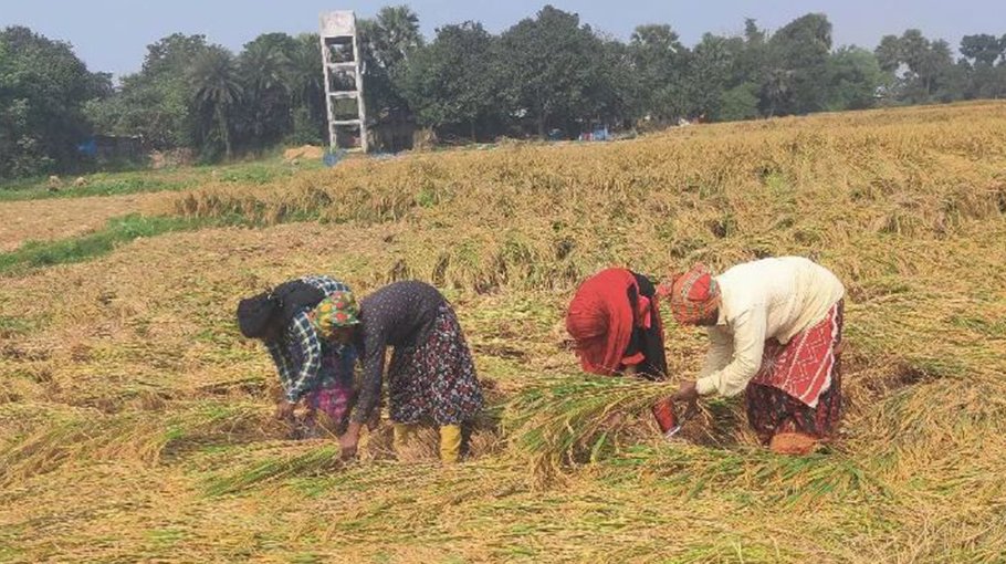 Bumper Aman production brings cheer to Chapainawabganj farmers