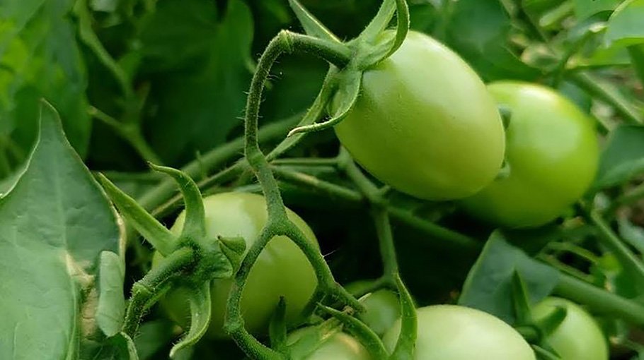 Farmers in Rajshahi selling green tomato to reap more profit