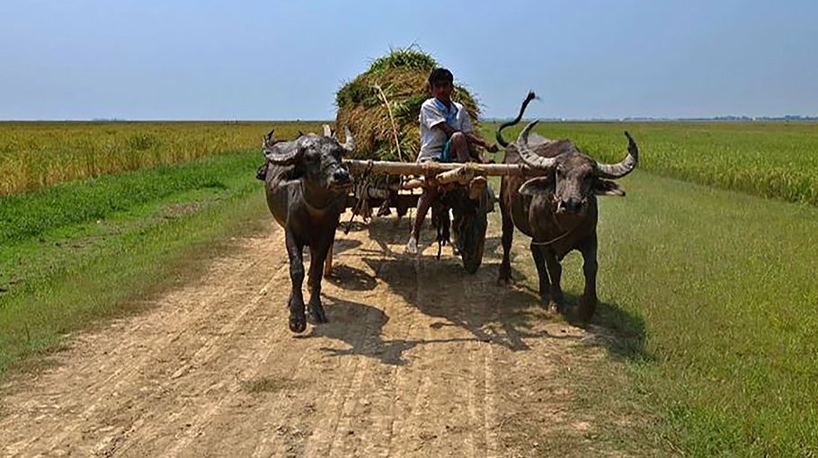 Sunamganj farmers bemoan as hybrid paddy drives away local varieties