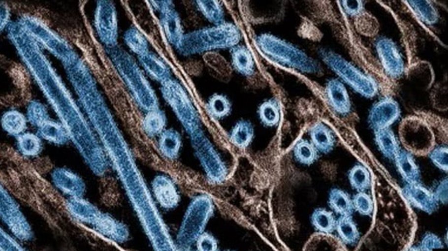 Step up surveillance for bird flu: WHO