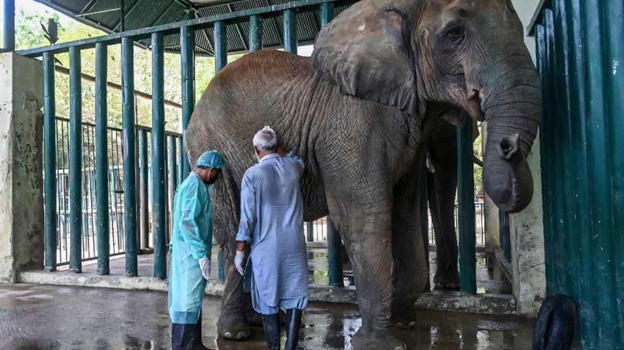 400 pills a day for  elephants with  TB in Pakistan