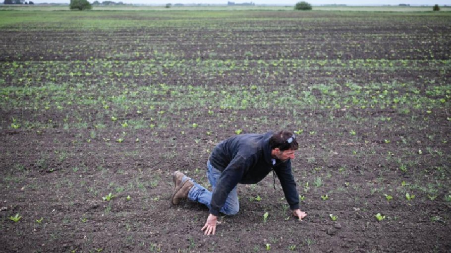 UK farmers pray for rain