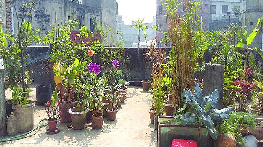 Rooftop gardening gains popularity in Khulna