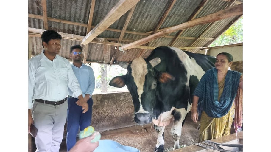 Organic cattle fattening gains momentum  in Khulna