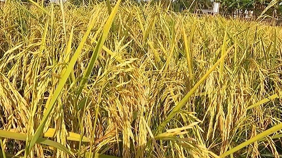 Bumper Boro yield brings smile to farmers in Khagrachhari