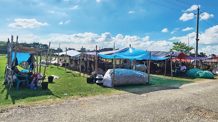 Makeshift city cattle market in disarray 