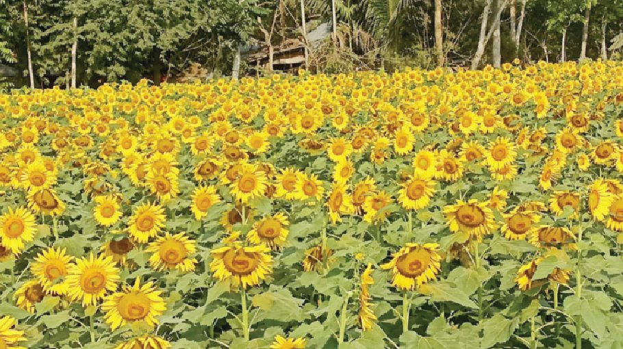 Sunflower farming gaining popularity in Khulna