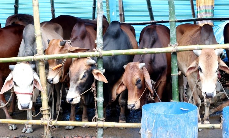 Cattle markets in capital yet to get momentum
