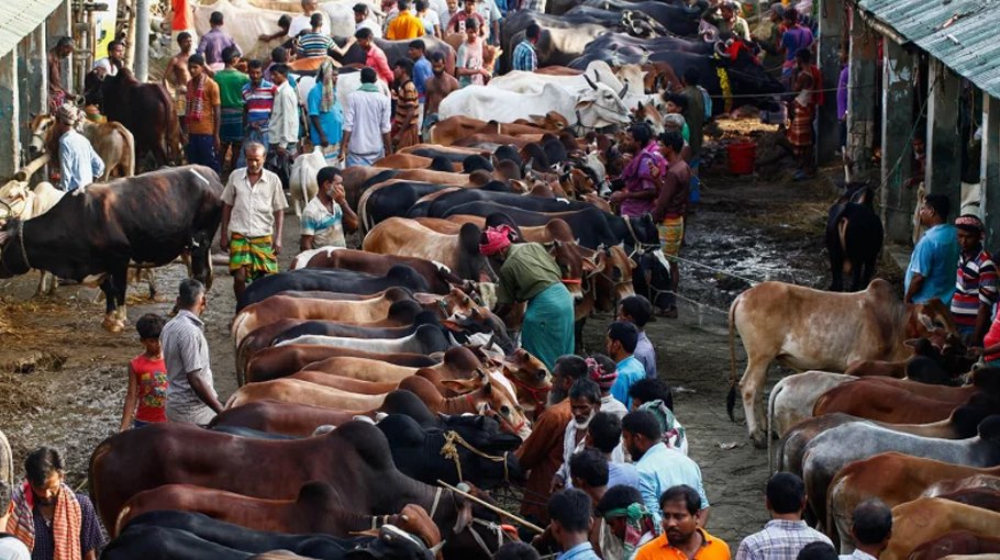 Cattle markets in Dhaka await Eid rush