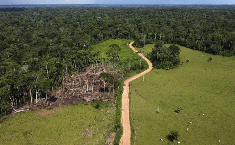 Removal of hundreds of illegal cattle in the Amazon sparks protests and divides residents