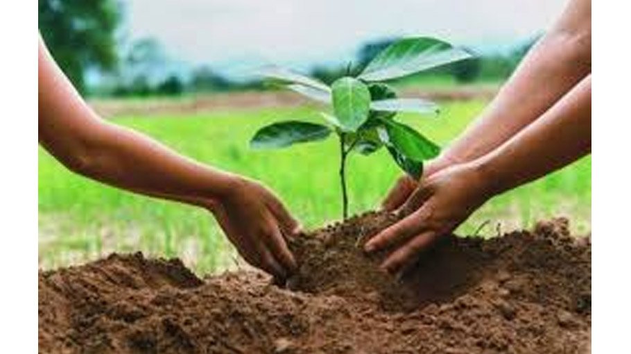 BARVIDA holds tree plantation prog