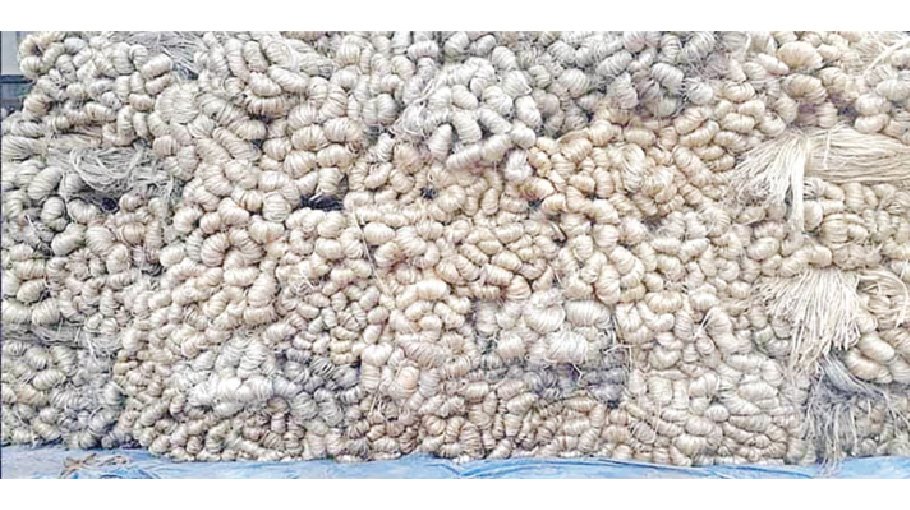 Bumper yield, fair price make Rangpur jute farmers happy 