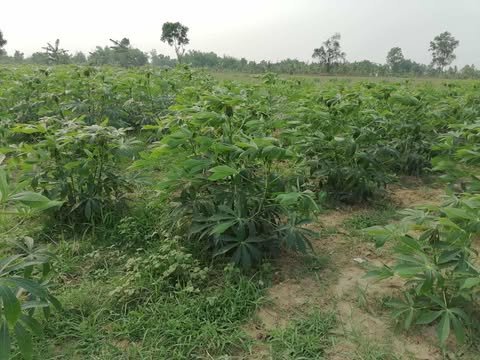 Cassava cultivation brings hope for Madhupur farmers