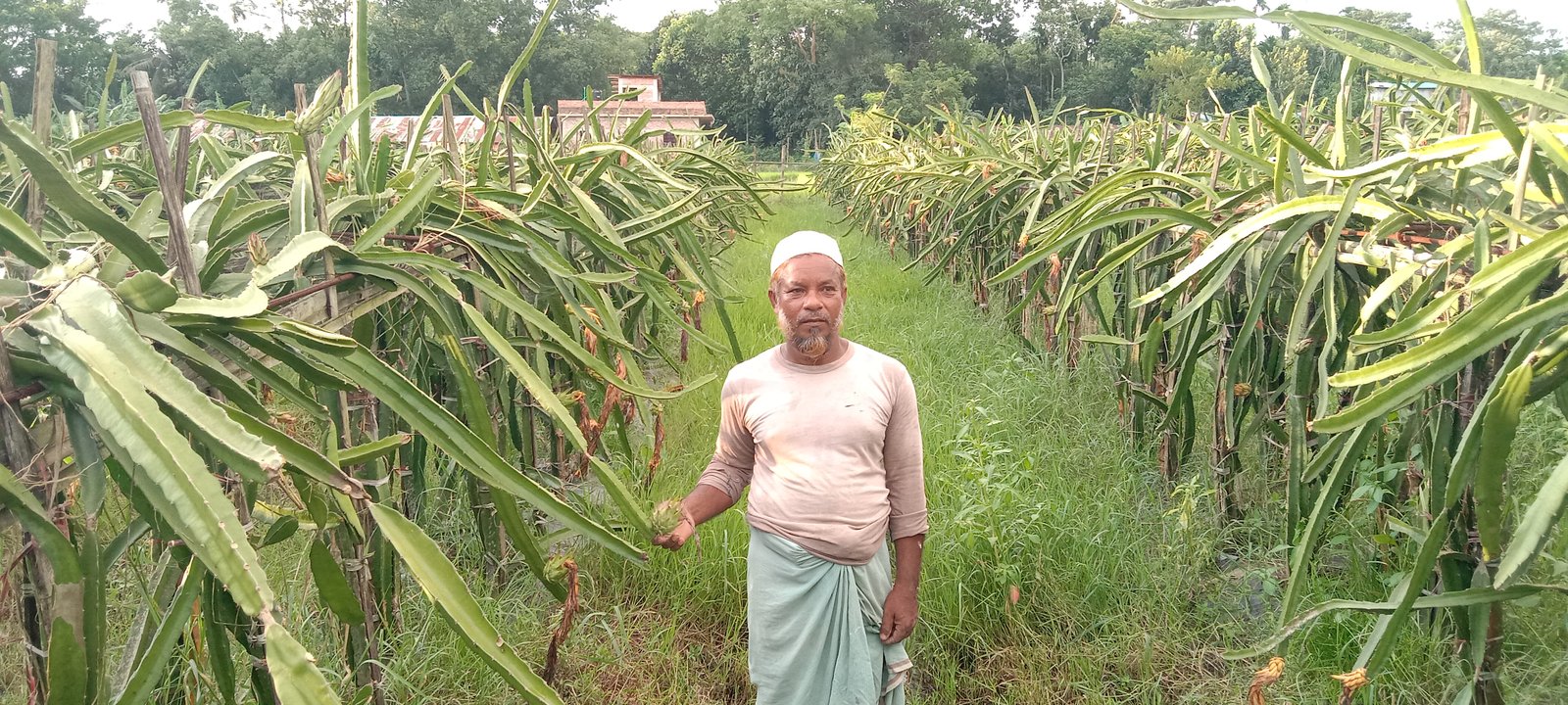 Dragon fruit farming grows in Raozan