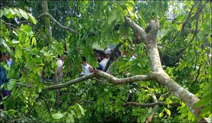 Man killed as tree falls on him in Lalmonirhat