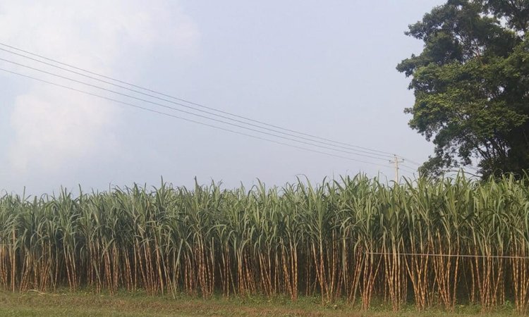 Manikganj farmers eye profit from sugarcane farming