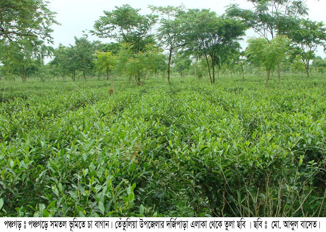 Panchagarh tea farmers struggle to combat leaf blight 